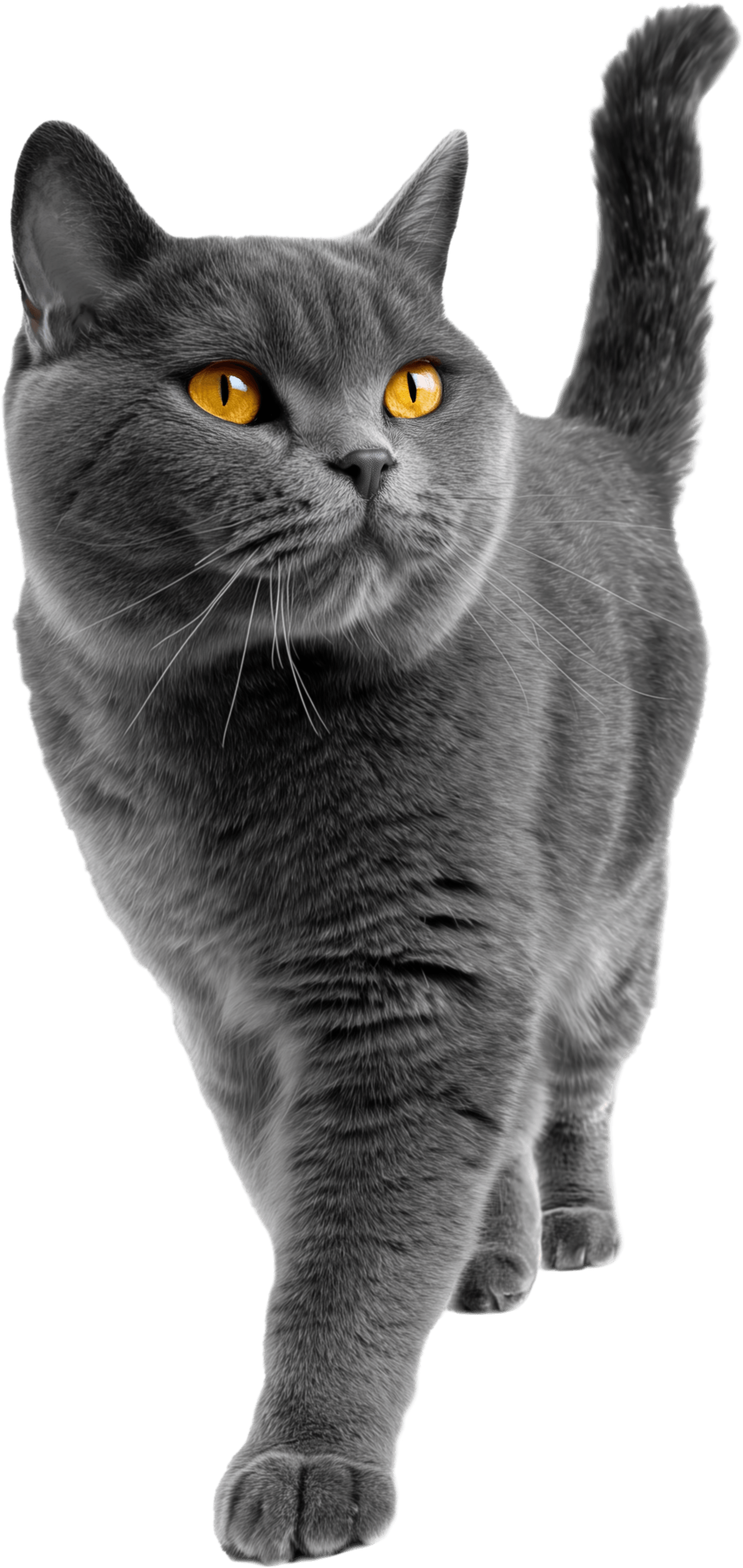 британский кот идет на зрителя