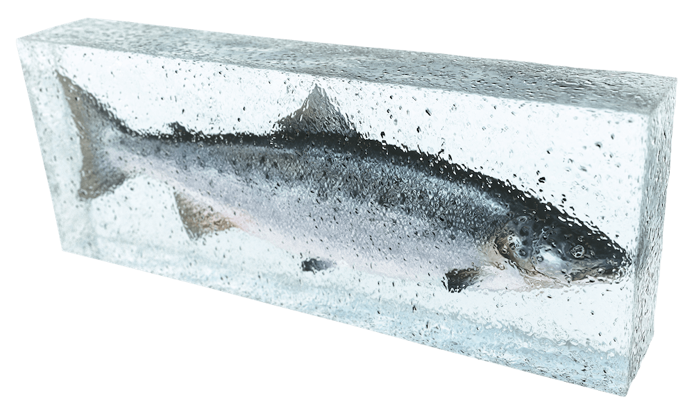 Замороженный лосось