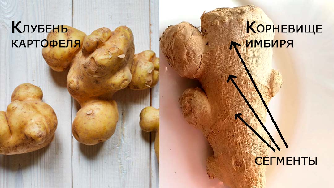 Анатомия и размножение альпийской фиалки. Что скрывается под землей?