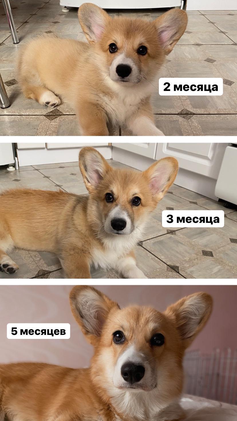 Как растёт корги