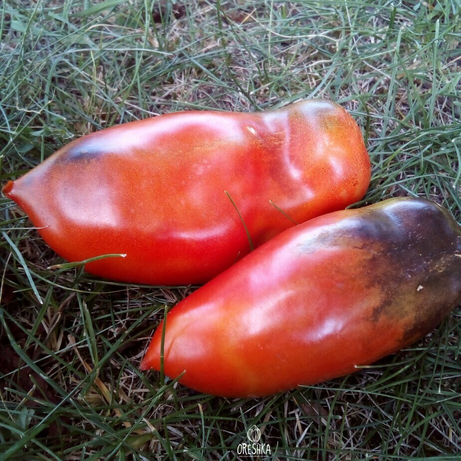 Seeds of Tomato Busty Blonde (solanum lycopersicum) — 10 pcs
