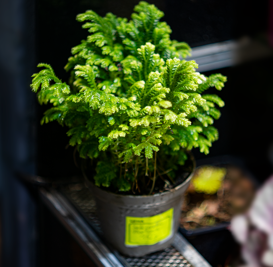 Селагинелла Мартенса (Selaginella martensii). Селагинелла martensii 'Jori'. Селагинелла голубая. Селагинелла бонсай.