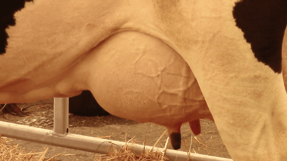 Hucow Udder