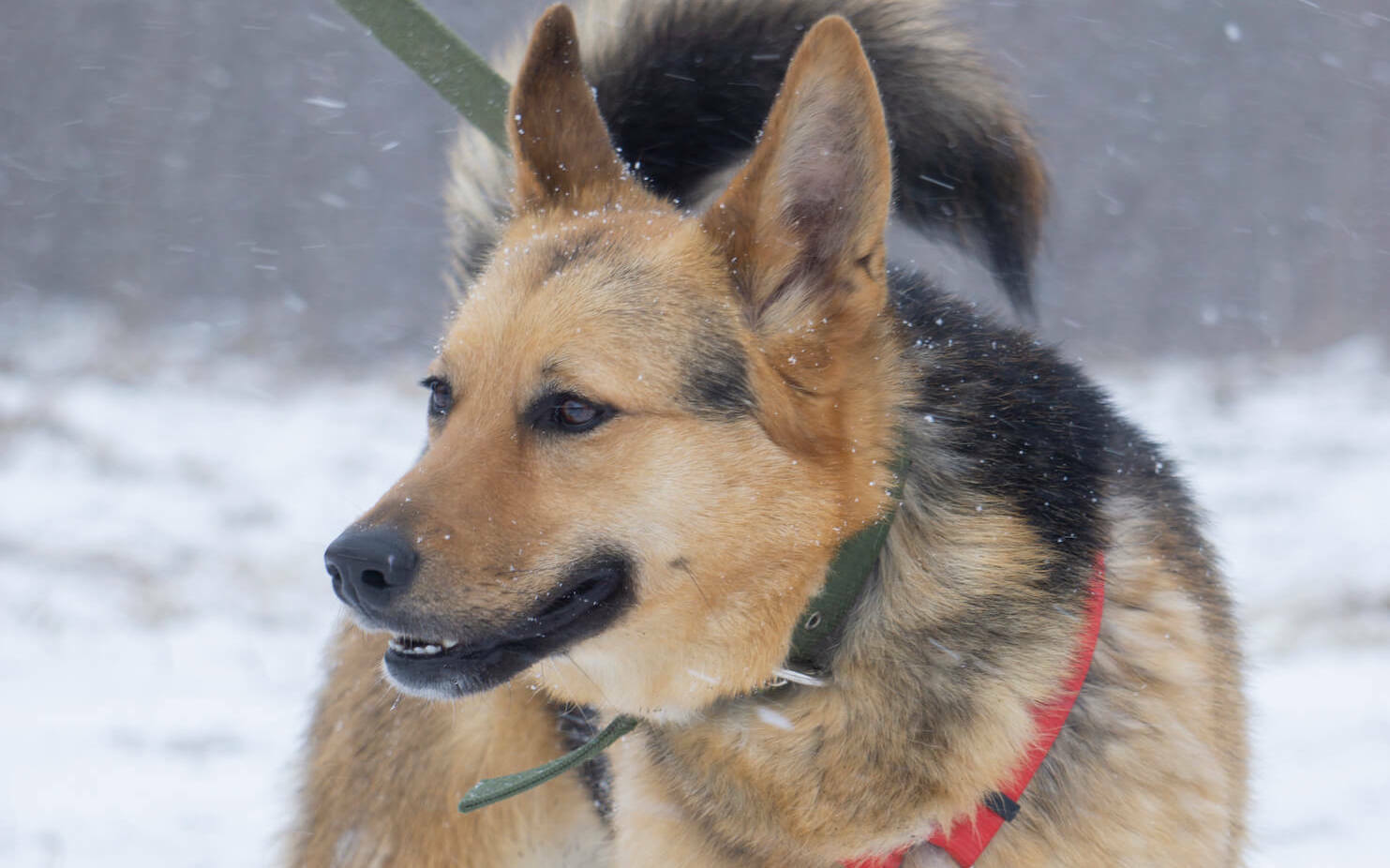 Искренняя собака Холли ищет дом υ´• ﻌ •`υ