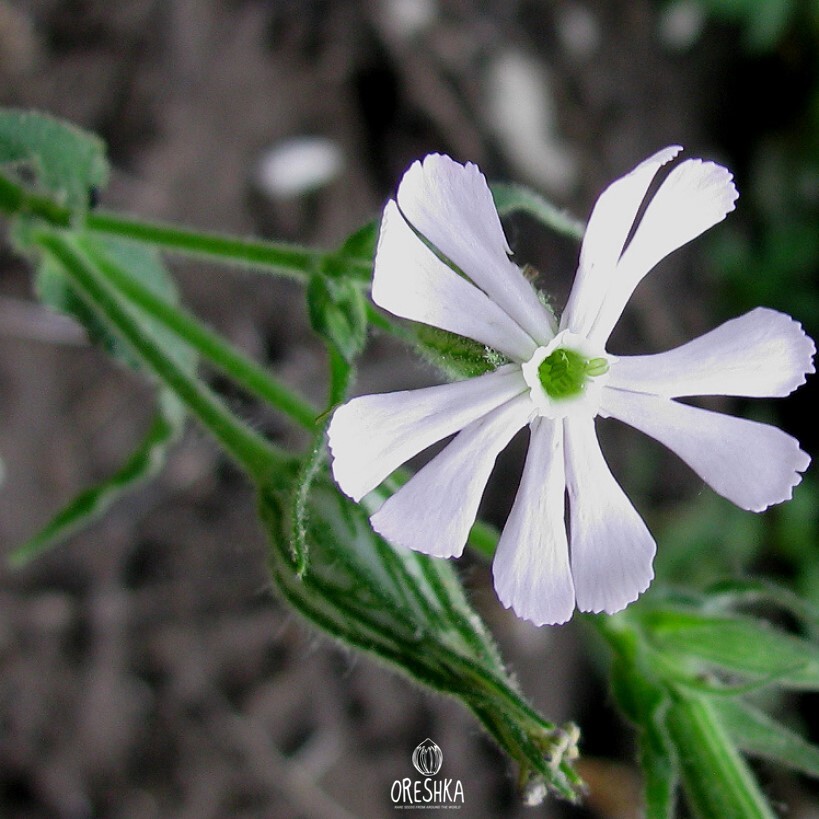 Seeds of clammy cockle (Melandrium noctiflorum Fri) — 50 pcs