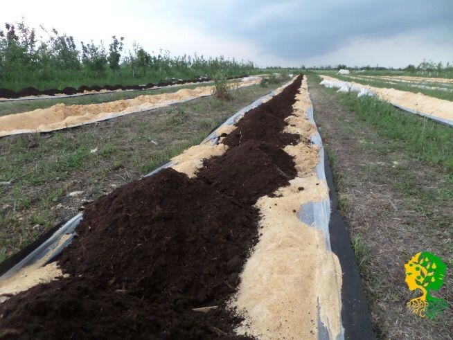 Для получения хорошего урожая важно учитывать особенности почвы и удобрения которые понадобятся