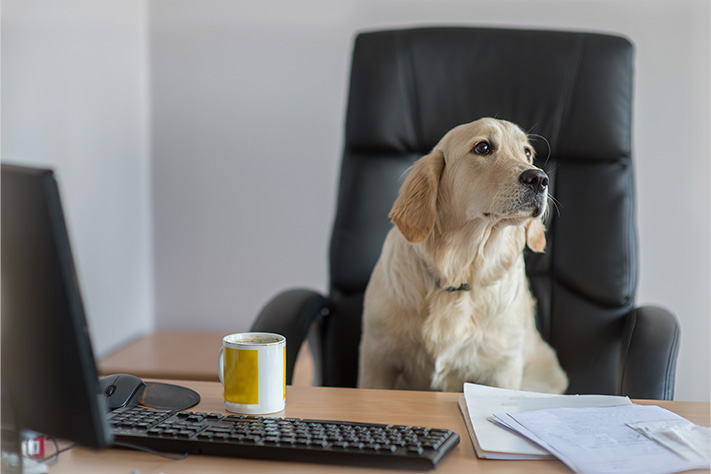 Благотворительный фонд поможи животных, помощь животным, взять кошку из приюта, взять собаку из приюта