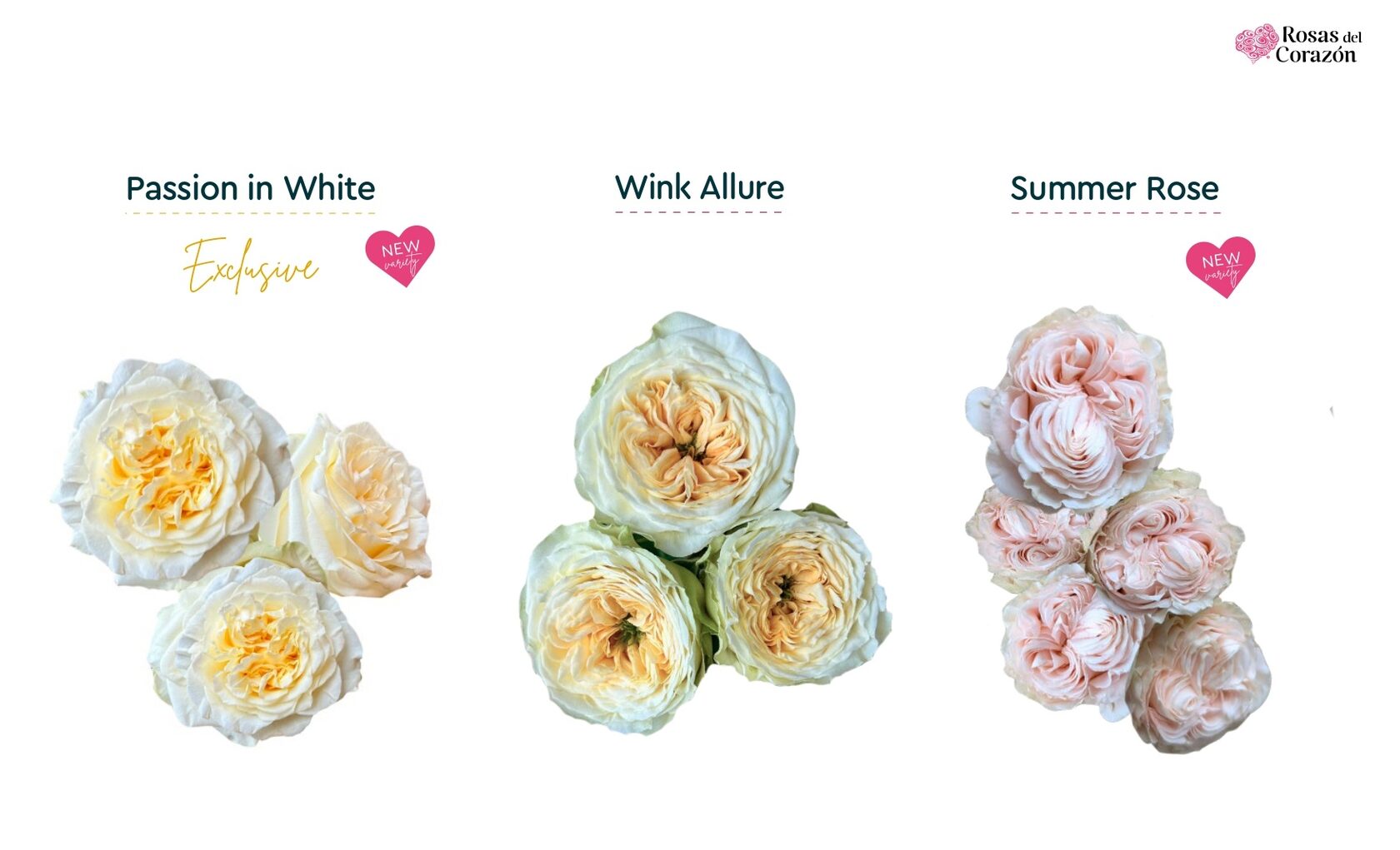 Passion in White, Wink Allure, Summer Rose