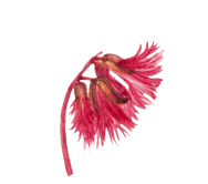 натуральная косметика, магазин профессиональной косметики, крем для ног, крем для ног с мочевиной, крем для ног купить, масло для ногтей, масло монарды для ногтей, масло для ногтей купить, косметика для ногтей, дезодорант для ног