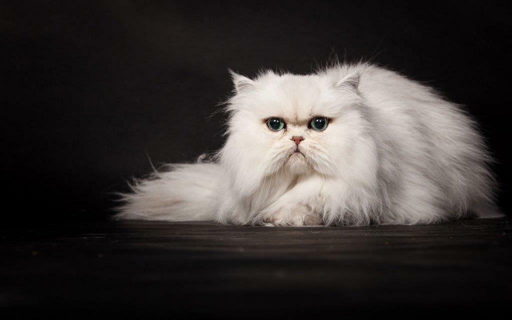 Здоровье персидской кошки