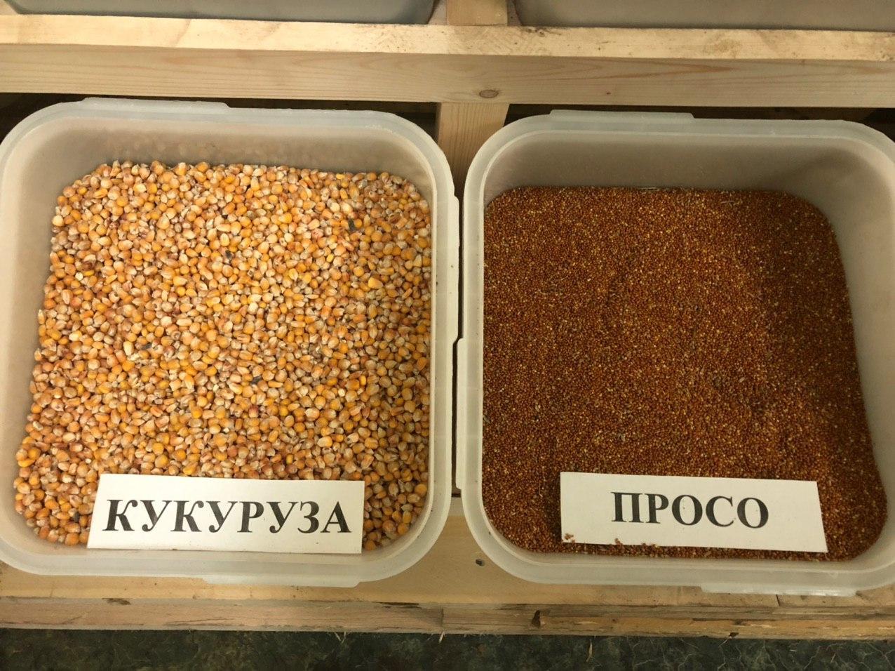 Семена Кормовой Кукурузы Купить