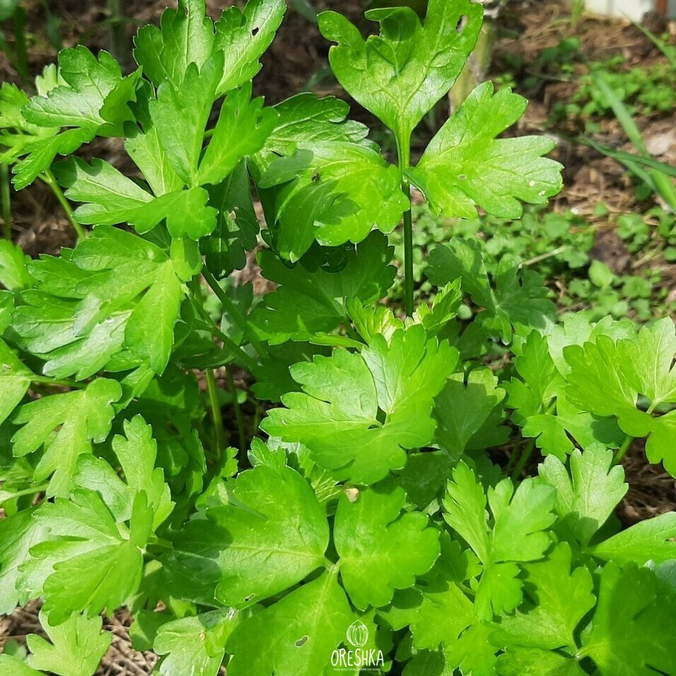 Seeds of Enza Zaden (Petroselinum crispum) — 100 pcs