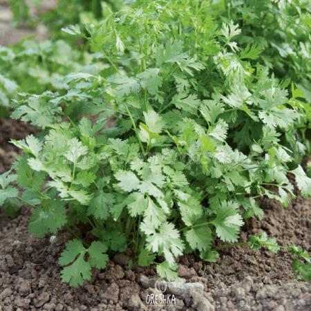 Seeds of coriander (Coriandrum sativum) — 30 pcs