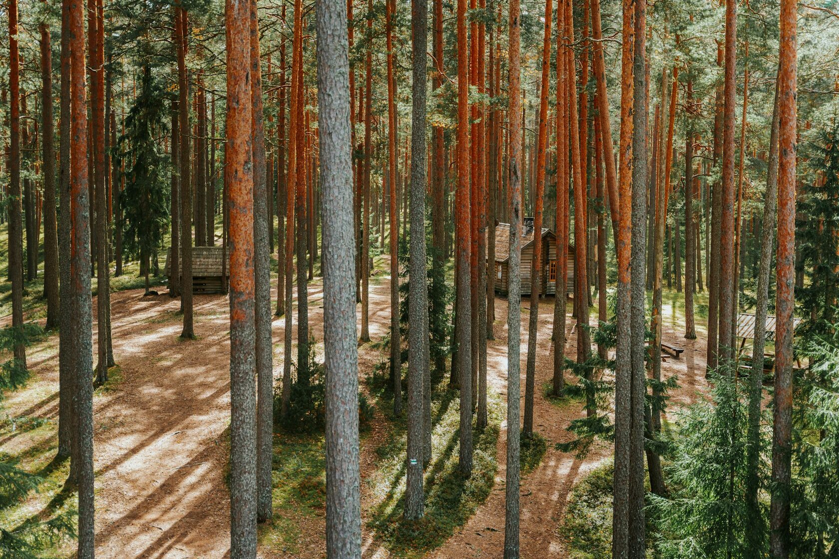 SPA-программа Карельский лес