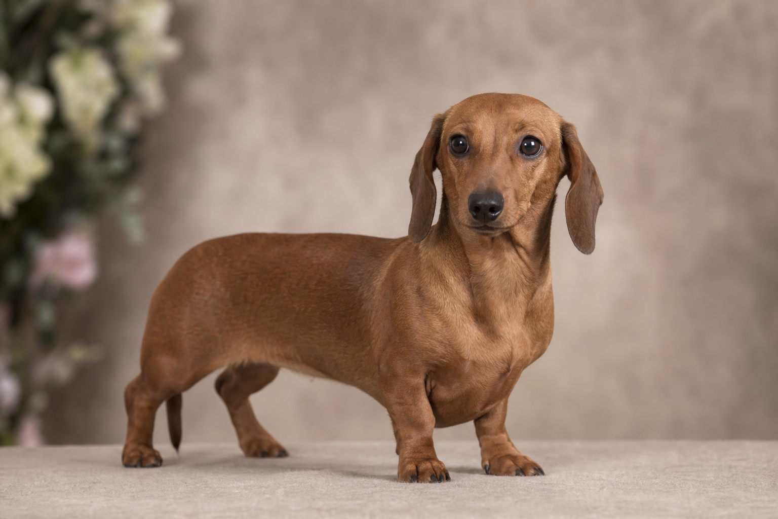 Miniature Dachshund