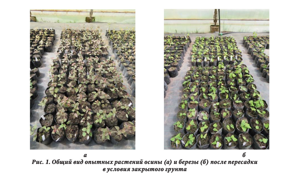 Общий вид опытных растений осины (а) и березы (б) после пересадки в условия закрытого грунта