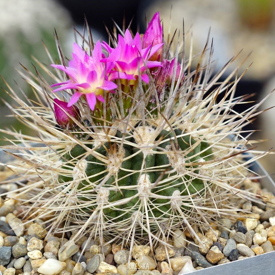 Seeds of Cactus Neoporteria atrispinosa KK 42 (Neoporteria atrispinosa KK 42) — 10 pcs