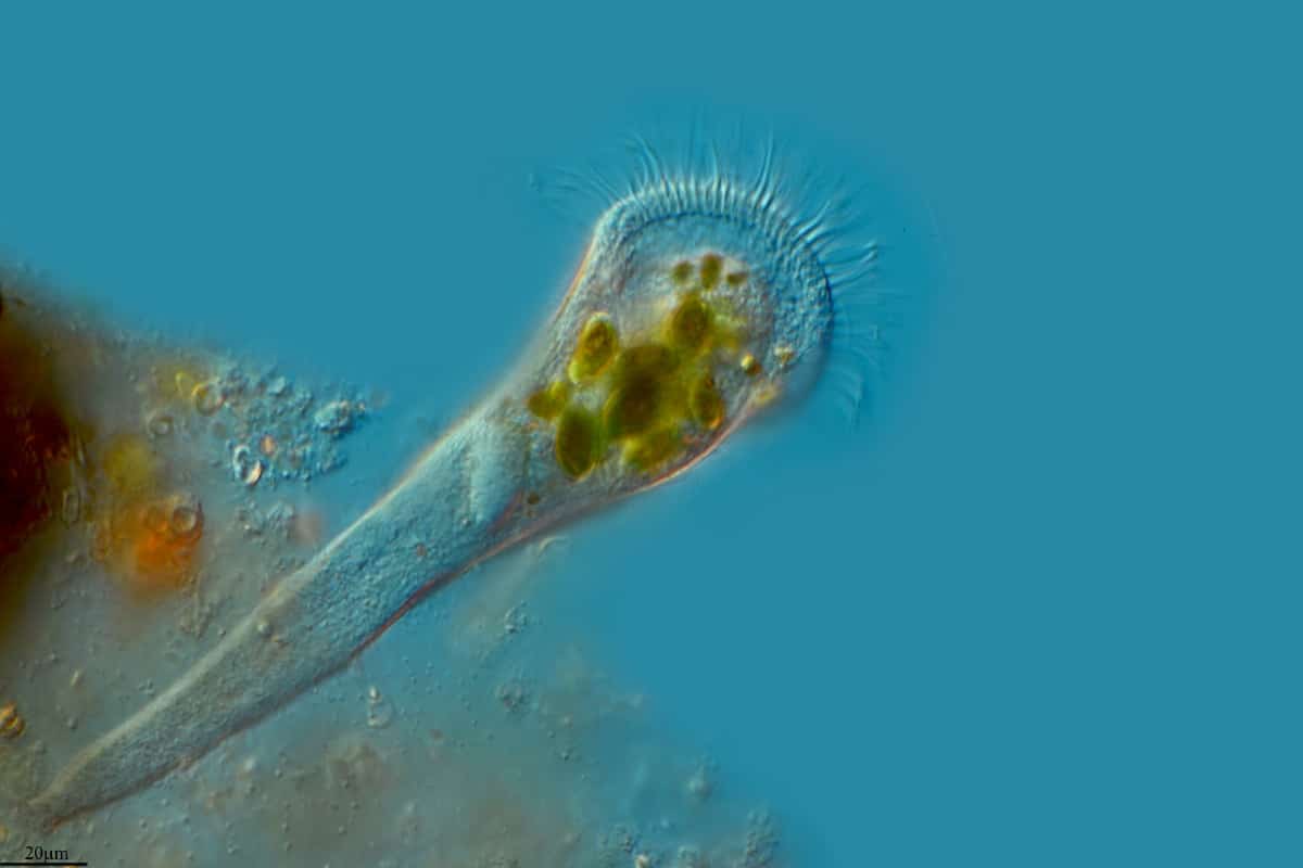 Инфузория Stentor coeruleus / © Proyecto Agua / flickr