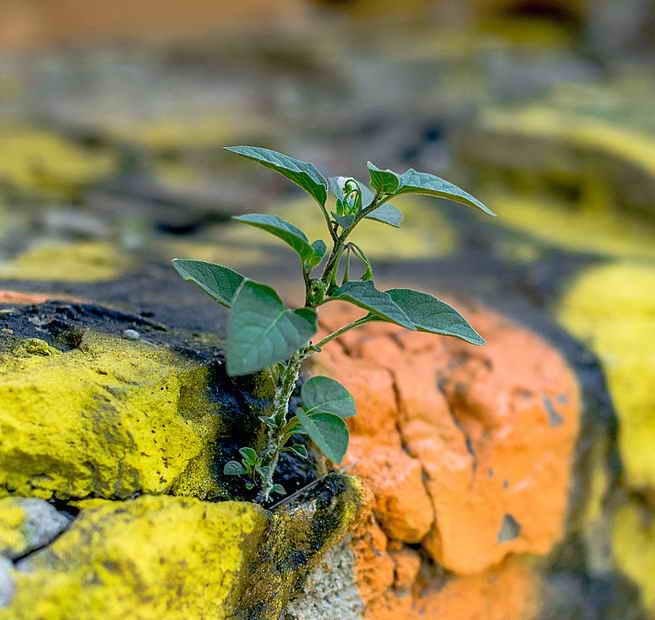 Проблема сила жизни. Цветок через асфальт. Сила жизни фото. Сила жизни растений среди скал. Сила жизни растений среди камней.