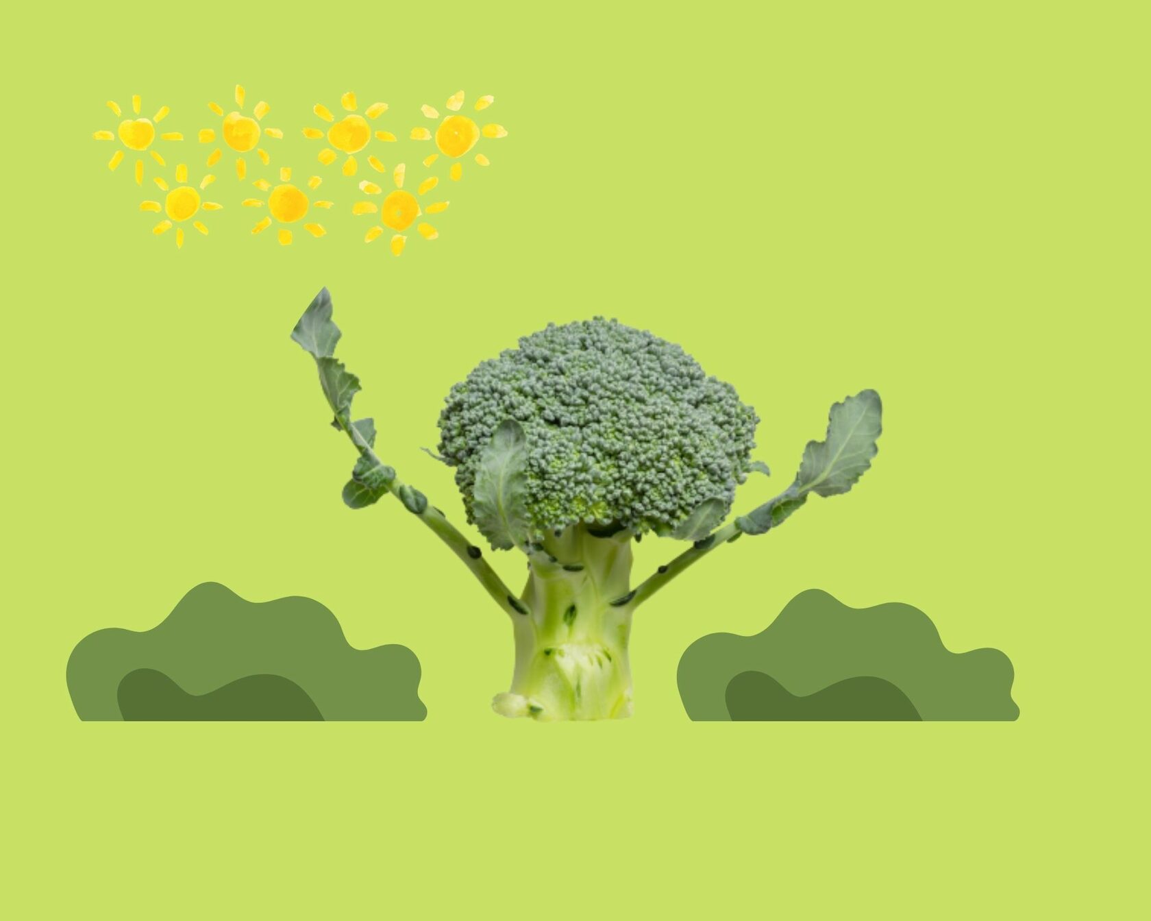 Сто одежек и все без застежек почему стоит полюбить капусту