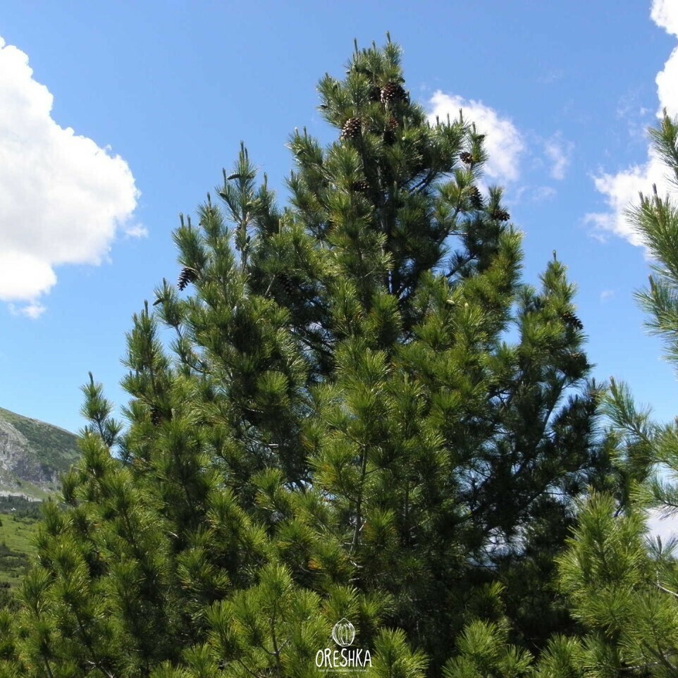 Balkan Pine bark grey brown texture trunk