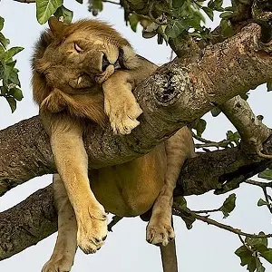 Тур в ЮАР 2024-2025 - Экспедиция к китам