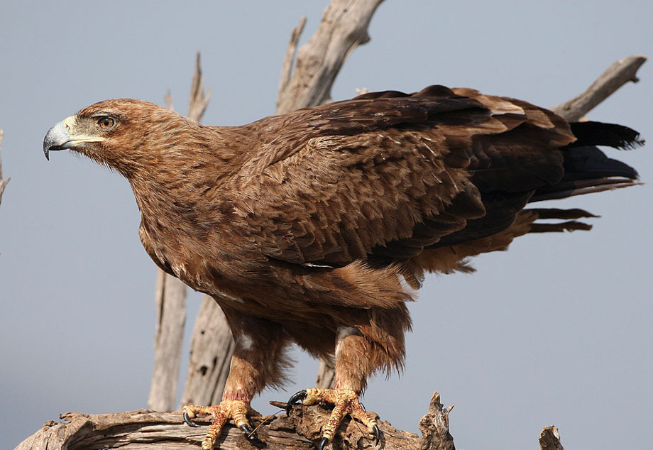 Виды орлов. Tawny Eagle. Каменный орёл. Aquila Орел. Степной орёл среда обитания.