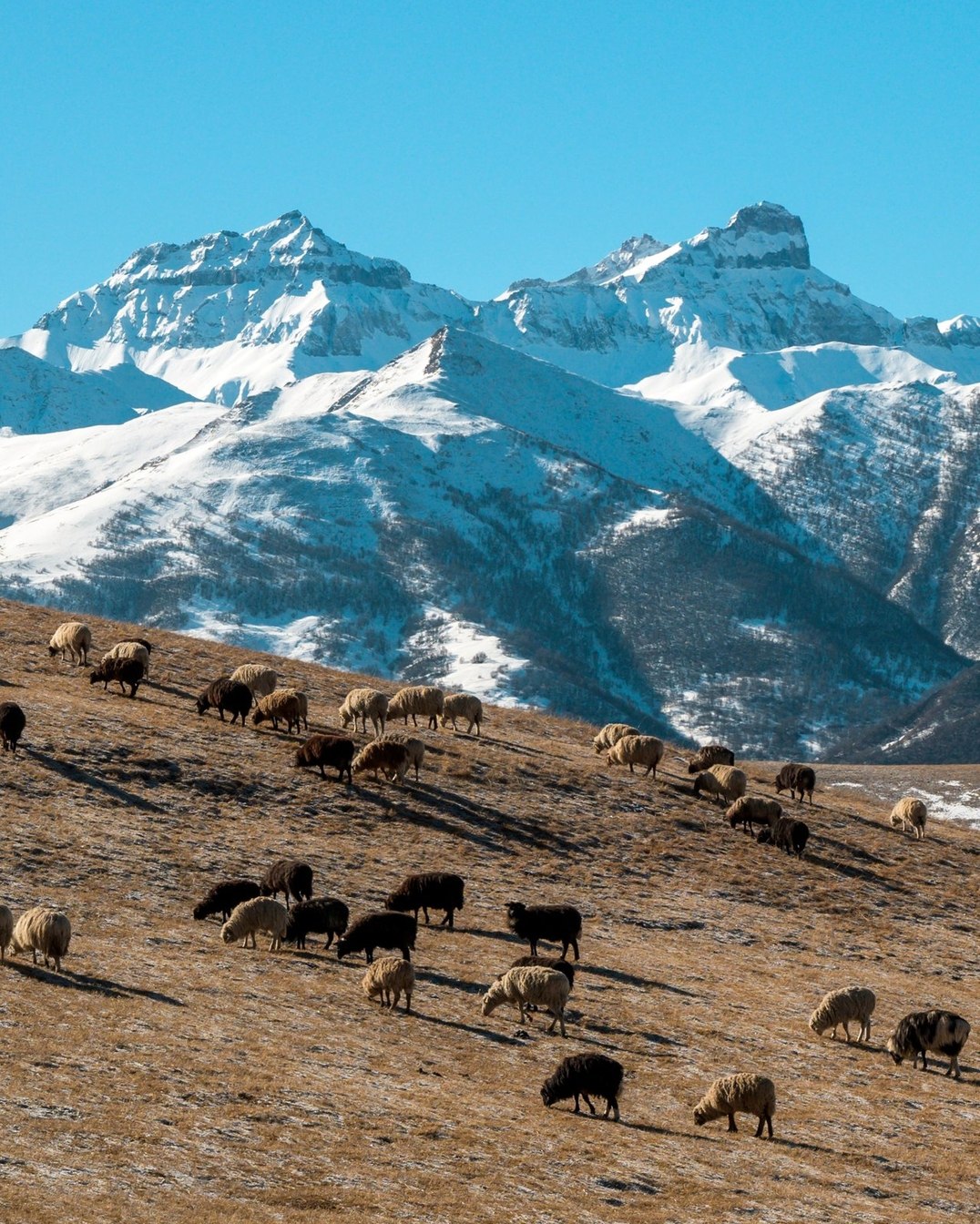 Животные в горах