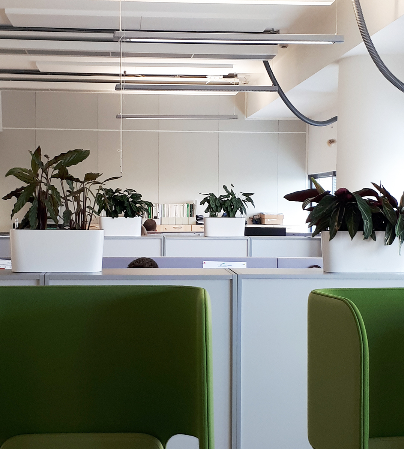 Озеленение офиса