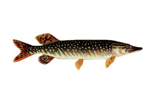 как поймать щуку зимой, как поймать щуку в реальной рыбалке, как поймать щуку весной, как поймать щуку в глухозимье, как поймать щуку на блесну, как поймать щуку на жерлицу, как поймать щуку на морду, как поймать щуку в августе, как поймать щуку в апреле, как ловить щуку в апреле, как ловить щуку в августе на пруду, как ловить щуку в апреле месяце, как ловить щуку в августе на речке, как ловить щуку в августе месяце, как поймать большую щуку, как поймать большую щуку зимой, как поймать большую щуку в реальной рыбалке, как поймать большую щуку на спиннинг, как поймать большую щуку летом, как поймать щуку в нерест, как поймать щуку в январе, как поймать щуку в ноябре, как поймать щуку в сентябре, как поймать щуку в октябре, как поймать щуку в траве, как поймать глубинную щуку в реальной рыбалке, как поймать глубинную щуку, как ловить щуку на глубине, как ловить щуку в густой траве, как поймать щуку на жерлицу в глухозимье, где можно поймать щуку, щука как ловить, как ловить щуку для начинающих, как поймать щуку на донку, как поймать щуку на джиг, как ловить щуку на джиг, как ловить щуку в декабре, как ловить щуку на джиг головку, как ловить щуку на днестре, как ловить щуку в дождь, как поймать щуку на живца, как поймать щуку в жару, как поймать щуку на живца летом, как поймать щуку зимой на жерлицу, как ловить щуку на живца, как ловить щуку на живца осенью, как ловить щуку зимой на балансир, как ловить щуку зимой на блесну, как ловить щуку зимой на спиннинг, как ловить щуку зимой на жерлицу, как ловить щуку зимой на реке, как ловить щуку зимой на живца, как ловить щуку и на что, как поймать щуку в игре реальная рыбалка, как поймать щуку в июле, как поймать щуку в июле на спиннинг, как ловить щуку в июне, как ловить щуку на иртыше, как правильно ловить щуку и окуня, где и как ловить щуку, как поймать крупную щуку, как поймать кристальную щуку в реальной рыбалке, как поймать щуку на карасевом пруду, как поймать щуку на капкан, как поймать щуку на карася, как поймать щуку на кружок, как ловить щуку на кружки, как ловить щуку на капкан, как поймать щуку летом, как поймать щуку летом на спиннинг, как поймать щуку летом на удочку, как поймать щуку летом на озере, как поймать щуку легко, как поймать щуку летом на блесну, как поймать легендарную щуку, как ловить щуку летом, как поймать малька щуки, как поймать много щуки, как поймать щуку на мелководье, как поймать щуку в марте, как поймать щуку на малой реке, как поймать щуку на мормышку, как ловить щуку в мутной воде, как ловить щуку на мандулу, как поймать щуку на спиннинг, как поймать щуку на балансир зимой, как поймать щуку осенью, как поймать щуку осенью с берега, как ловить щуку осенью, как ловить щуку осенью на спиннинг, как ловить щуку осенью с берега, как ловить щуку осенью на озере, как ловить щуку осенью на реке, как ловить щуку осенью на блесну, как поймать щуку правильно, как поймать проклятую щуку в реальной рыбалке, как поймать пассивную щуку, как ловить щуку поздней осенью, как ловить щуку подо льдом, как ловить щуку по первому льду, как ловить щуку перед ледоставом, как ловить щуку перед нерестом, как поймать руками щуку, как ловить щуку ранней весной, как ловить щуку рыбу, как поймать щуку в реке, как поймать щуку с берега, как ловить щуку с берега, как ловить щуку с лодки, как поймать щуку на спиннинг в реальной рыбалке, как поймать щуку на спиннинг осенью, как поймать трофейную щуку, как ловить щуку троллингом, как поймать щуку на твистер, как ловить трофейную щуку, как ловить щуку в траве, как ловить щуку на течении, как поймать щуку на фидер, как ловить щуку на флажки, как ловить щуку в феврале, на что и как поймать щуку, как поймать щуку как поймать щуку, как ловить щуку в январе, рыбалка в астрахани, астрахань отдых рыбалка, рыбалка в астрахани 2022, астрахань рыбалка базы отдыха, рыбалка в астрахани базы, рыбалка в астрахани в апреле, астрахань рыбалка отдых цены, рыбалка в астрахани цены, рыбалка в астрахани базы цены, рыбалка астрахань 2022 год, рыбалка в астрахани базы отдыха цены, рыбалка в астрахани весной, рыбалка в астрахани в контакте, еду на рыбалку в астрахань, астрахань запрет на рыбалку 2022, большая рыбалка в астрахани, запрет на рыбалку в астрахани, рыбалка в астрахани в марте, куда поехать в астрахань на рыбалку, астрахань рыбалка базы отдыха цены 2022, рыбалка в астрахани базы отдыха 2022, рыбалка в астрахани на воблу, астрахань волга рыбалка, рыбалка в астрахани базы цены на 2022, какая рыбалка астрахань, лучшая рыбалка в астрахани, рыбалка и охота в астрахани