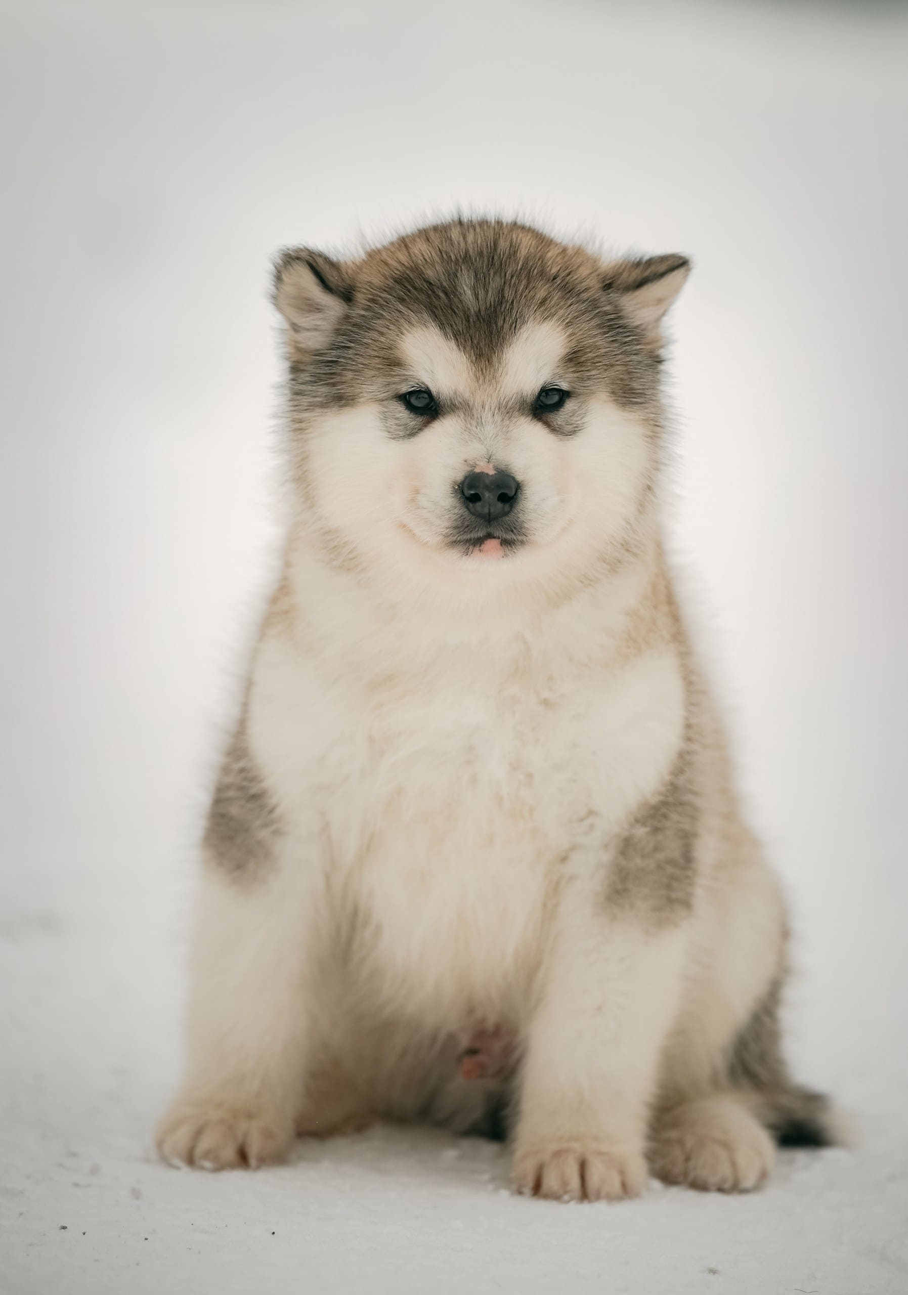 Nord Imperial Right Choice gray-white male puppy