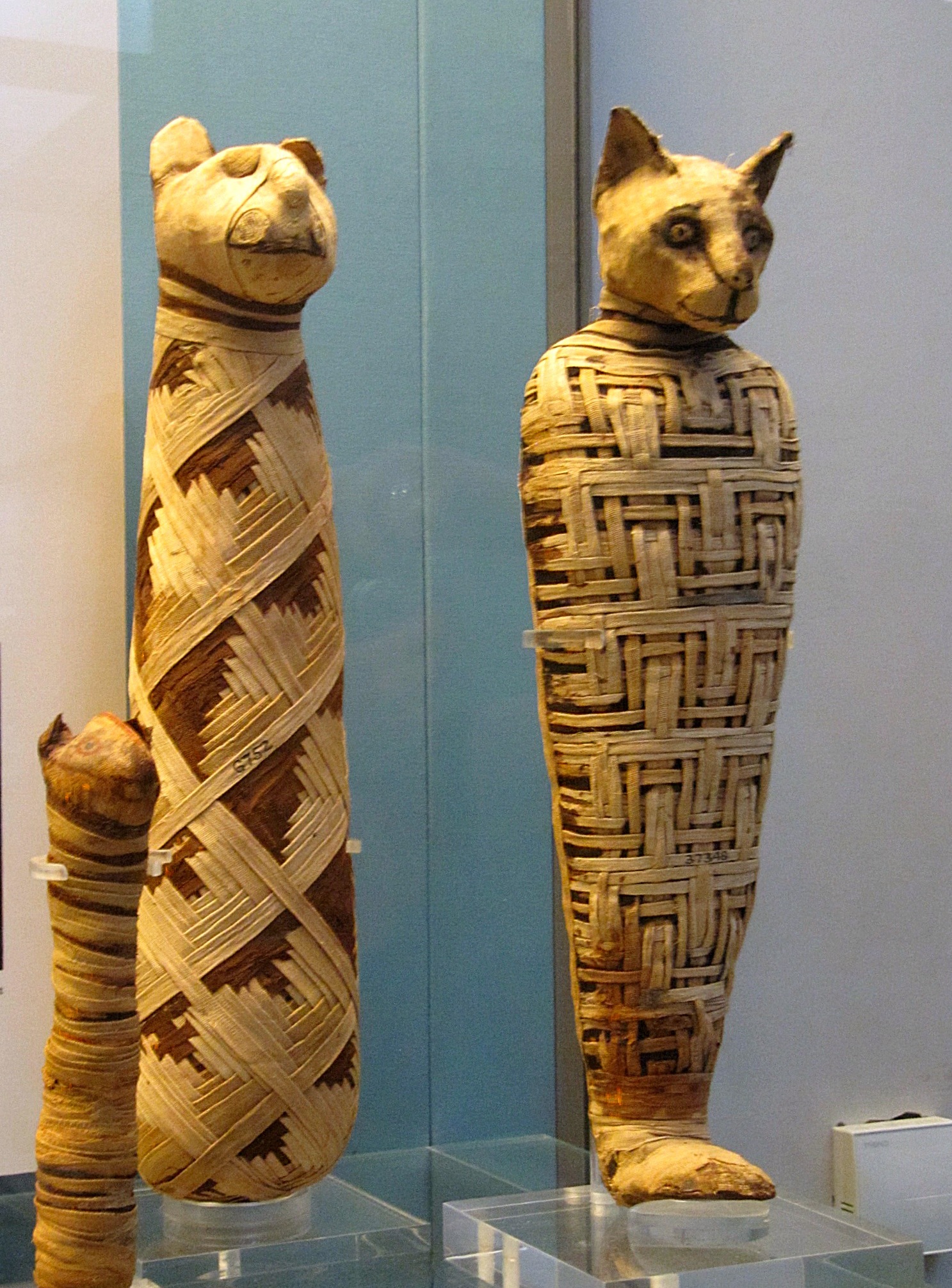 Мумии кошек в древнем Египте