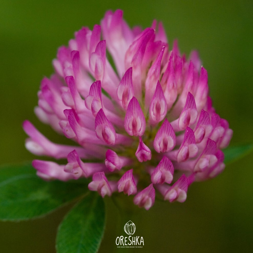 Клевер растение. Красный Клевер Trifolium pratense. Клевер Луговой (Trifolium pratense). Клевер красный (Trifolium Rubens). Клеверкрасныйлкговойрастенте.