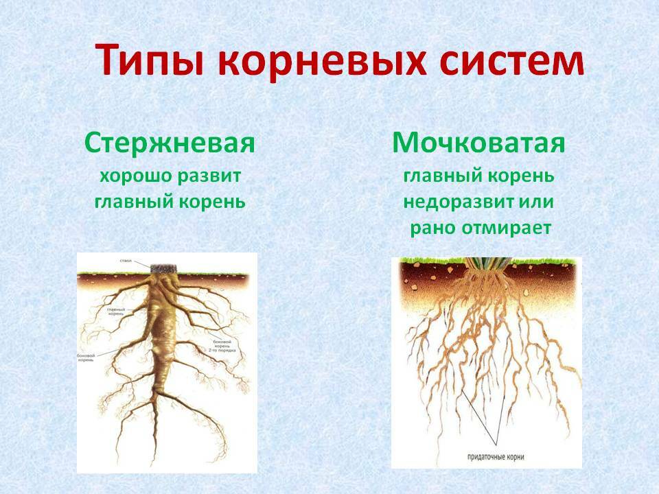 Главный корень рисунок