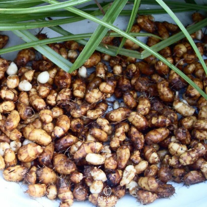Tiger nut chufa tubers fresh harvested cleaned bowl