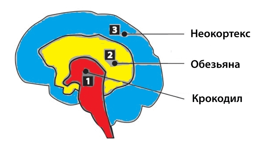 Рептильный мозг и лимбическая система. Мозг человека неокортекс и лимбическая система. Отделы мозга рептильный мозг неокортекс. Три мозга человека рептильный мозг лимбическая система и неокортекс. Рептильный мозг неокортекс
