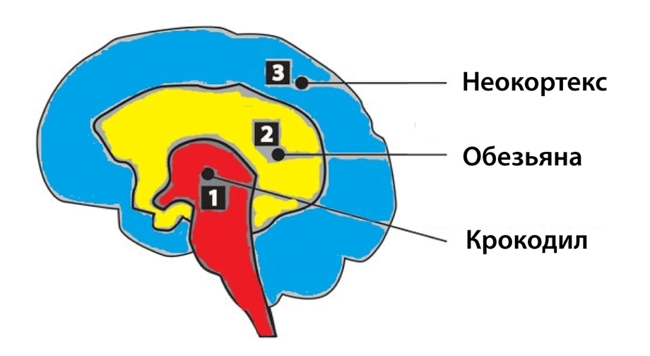 Неокортексе лимбической системе рептильном мозге. Рептильный мозг и лимбическая система. Мозг человека неокортекс и лимбическая система. Отделы мозга рептильный мозг неокортекс. Строение мозга неокортекс рептильный.