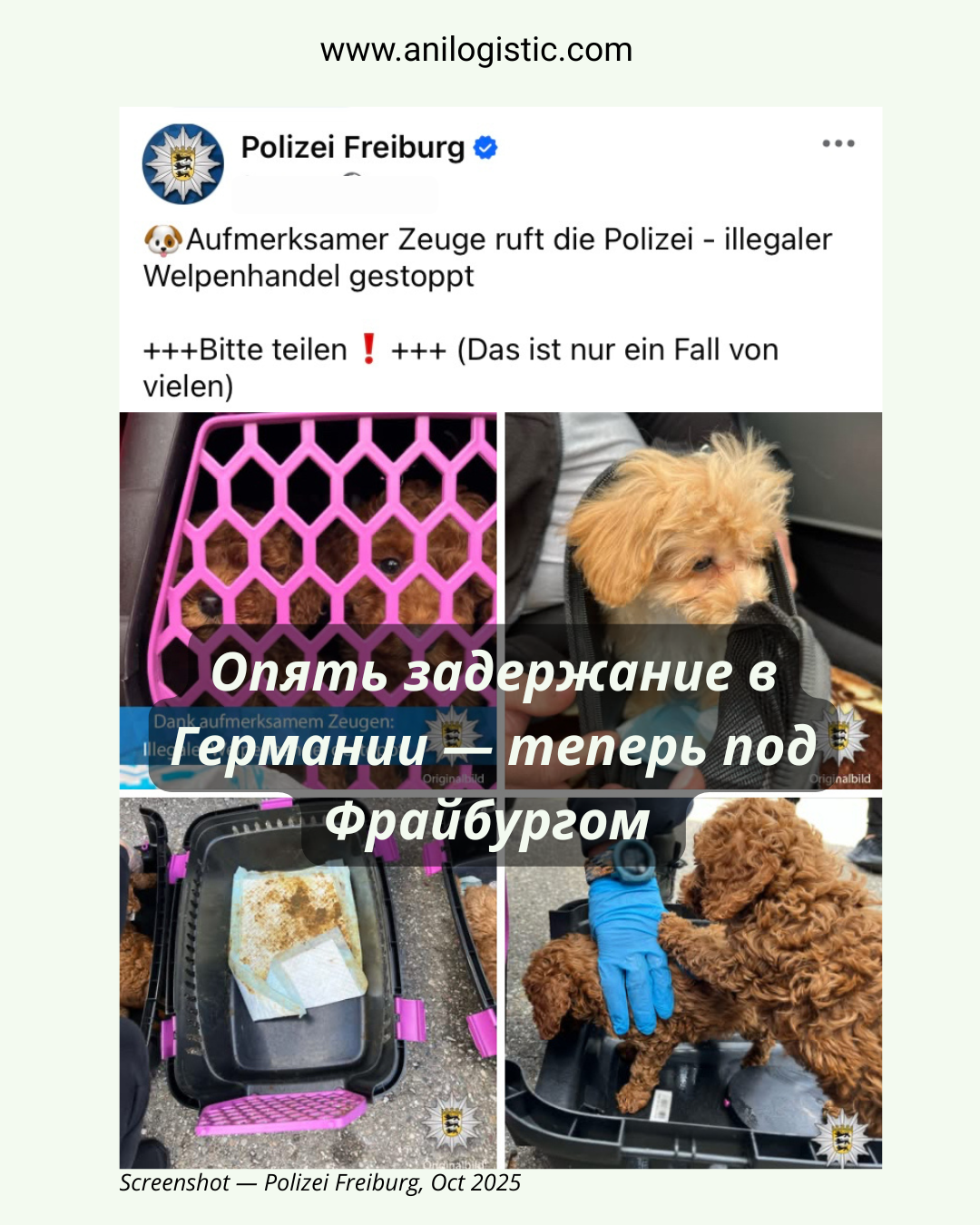 Полицейские Фрайбурга остановили два микроавтобуса из Молдовы с семью щенками без документов и вакцинации