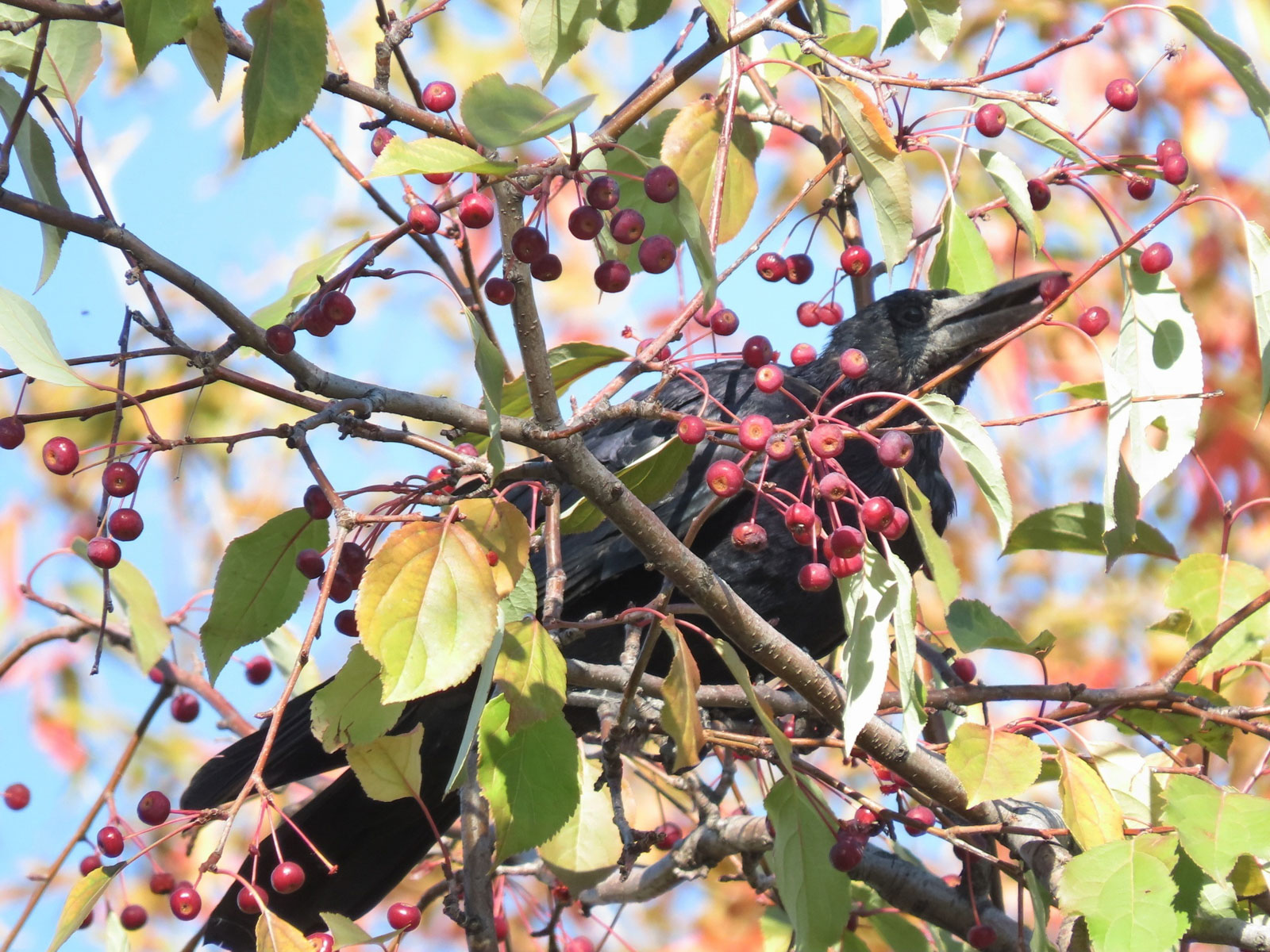 Грачи, Байкальский заповедник