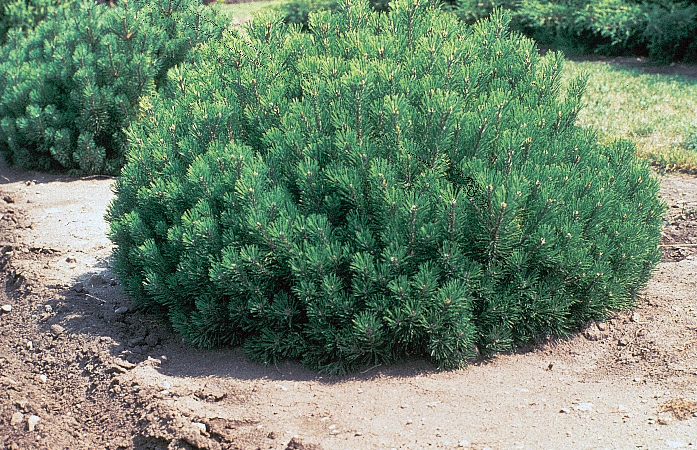 Сосна Pinus mugo Kornik