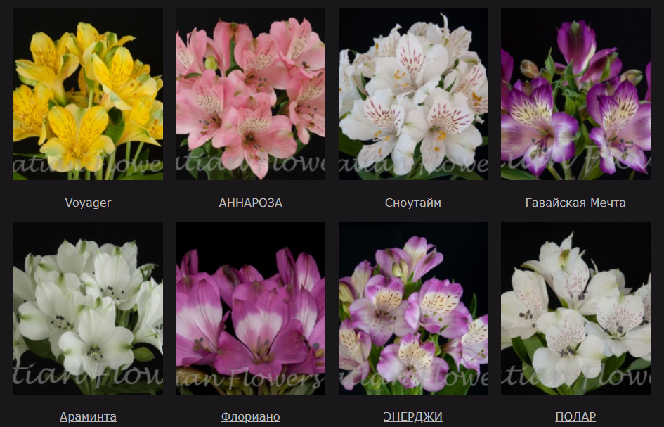 Ассортимент плантации Batian Flowers