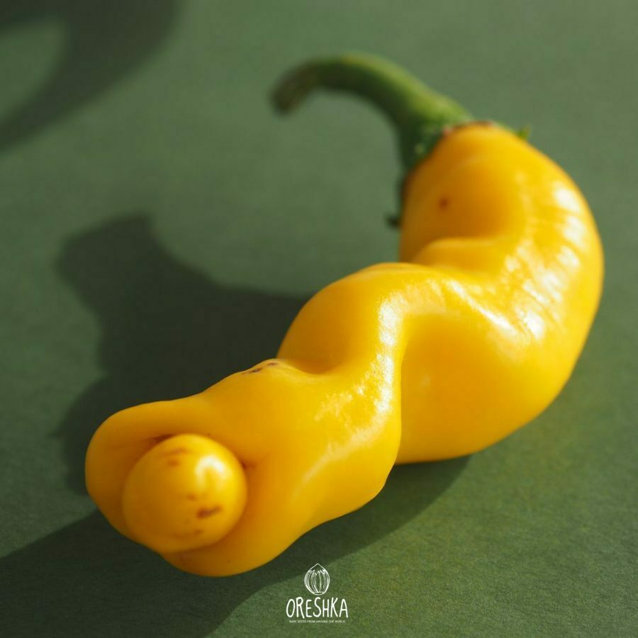 Seeds of Hot pepper Peter pepper yellow (Capsicum) — 5 pcs