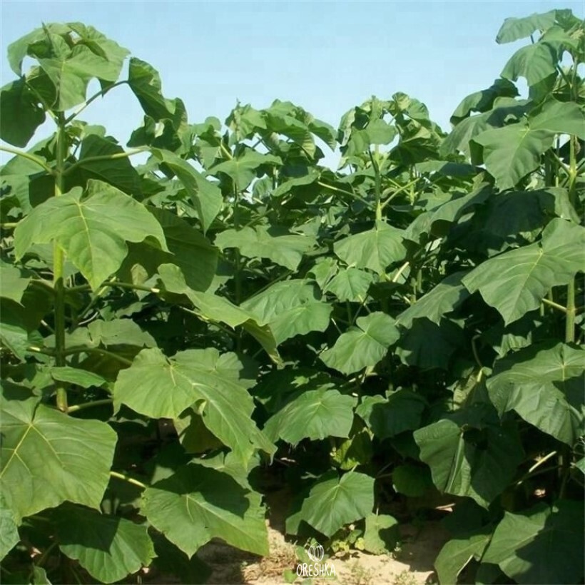 200 ROYAL TREEME (NORDMAX Paulownia 9501 Hybrid) Fast-Growing Tree Seeds - Tested Viable