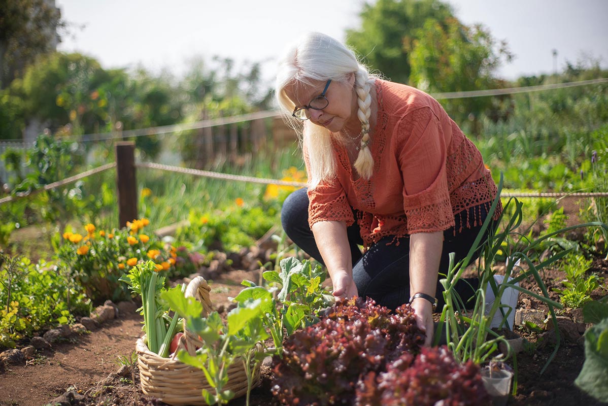 Woman tending to a vibrant vegetable garden, harvesting leafy greens, surrounded by colorful flowers and various plants, illustrating biointensive gardening techniques.