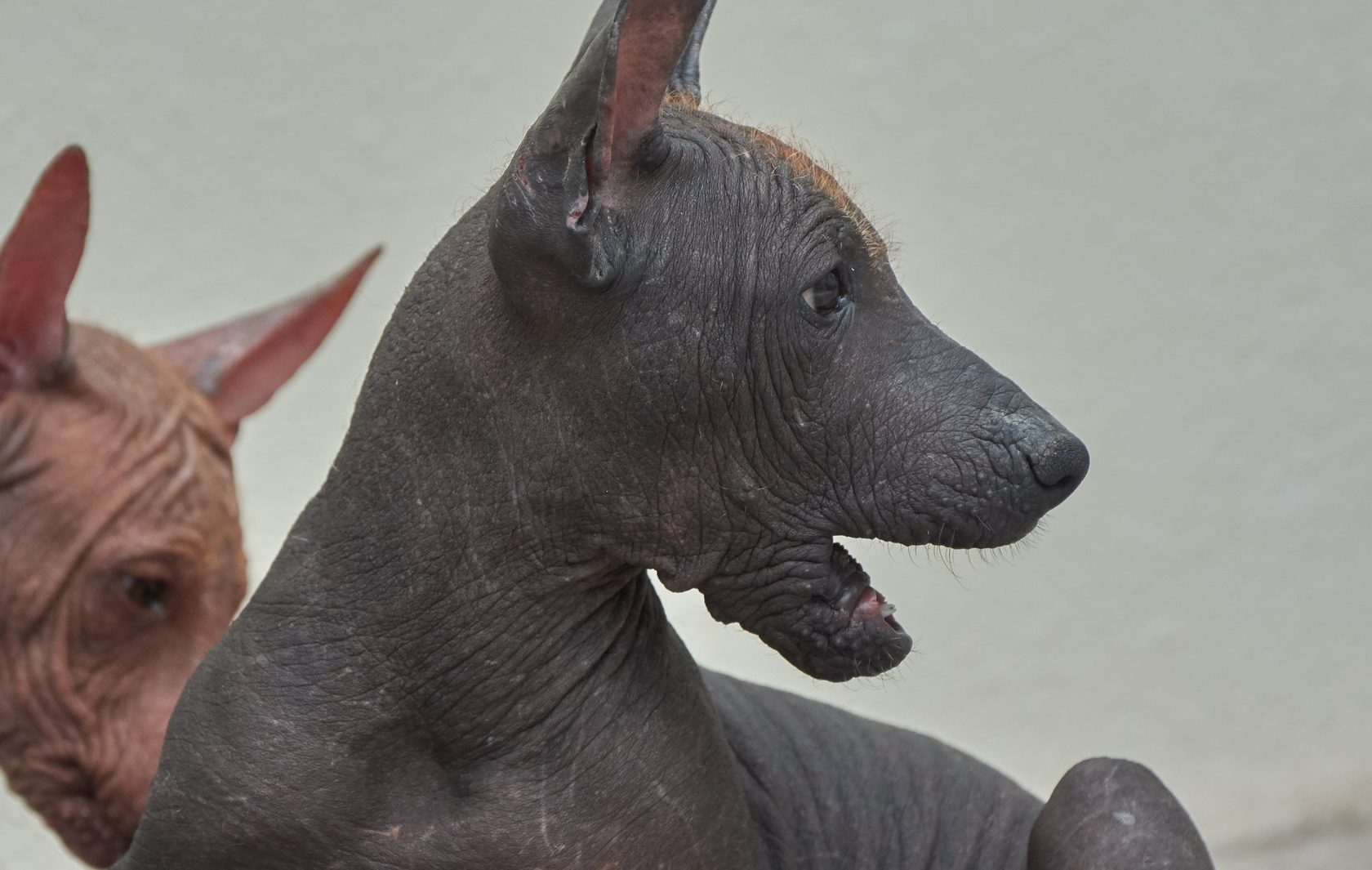 xolo, xoloitzcuintle
