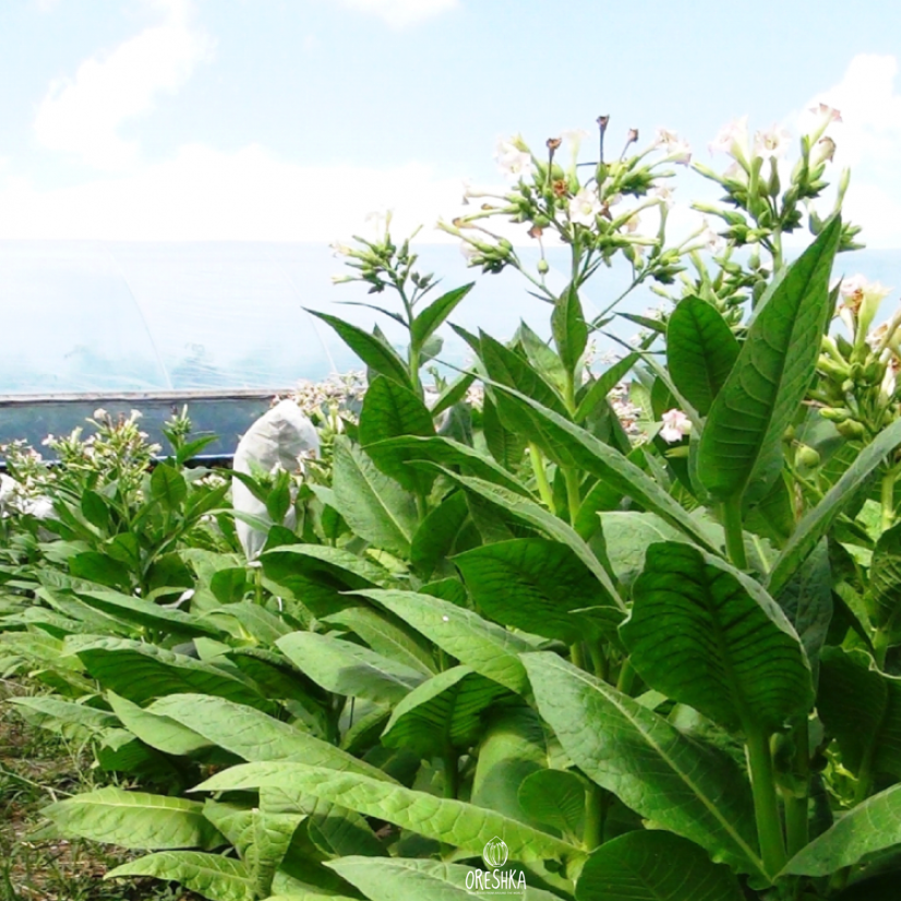 Seeds of Tobacco Moldavian 456 (Nicotiana tabacum) — 300 pcs