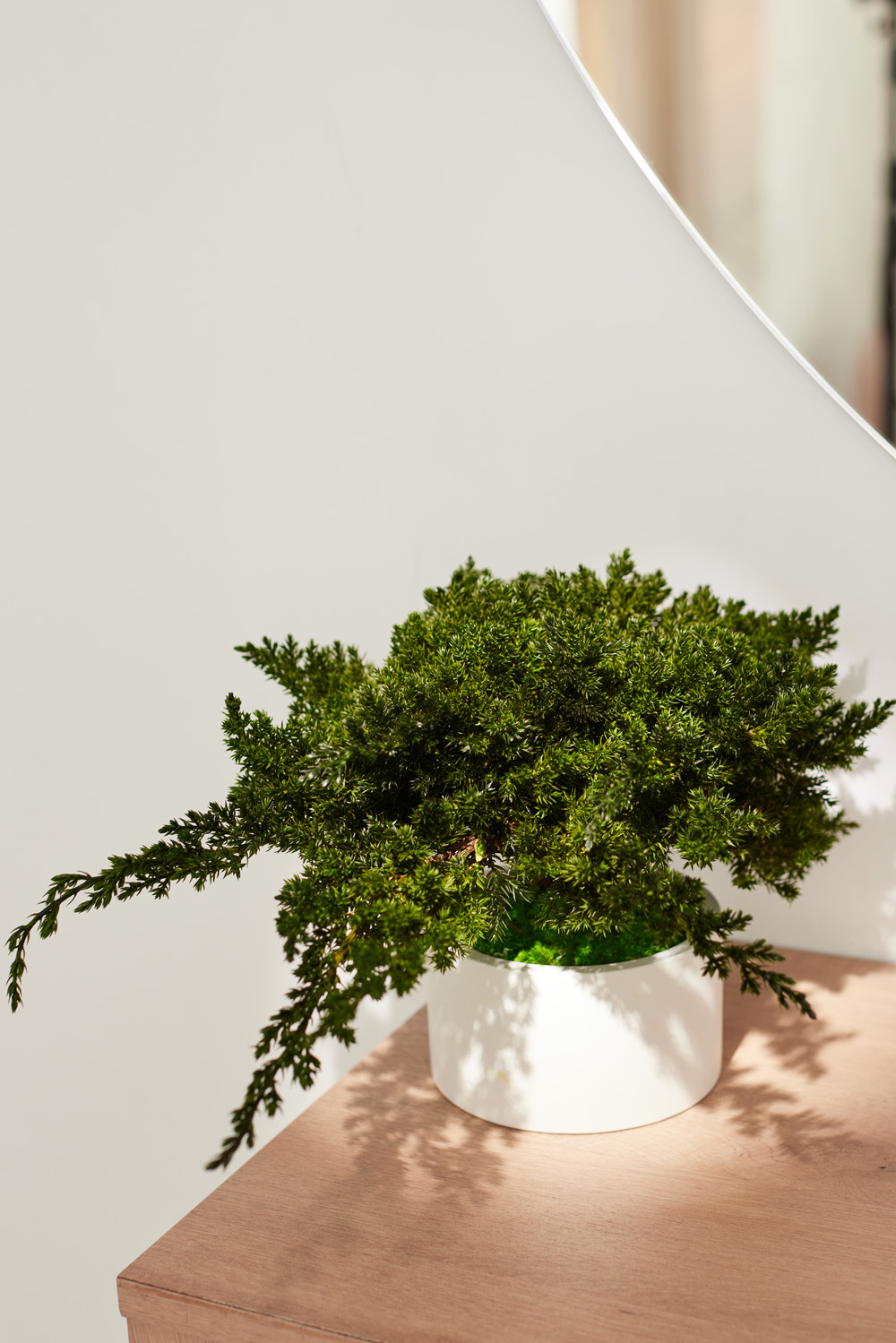 Juniperus Nana