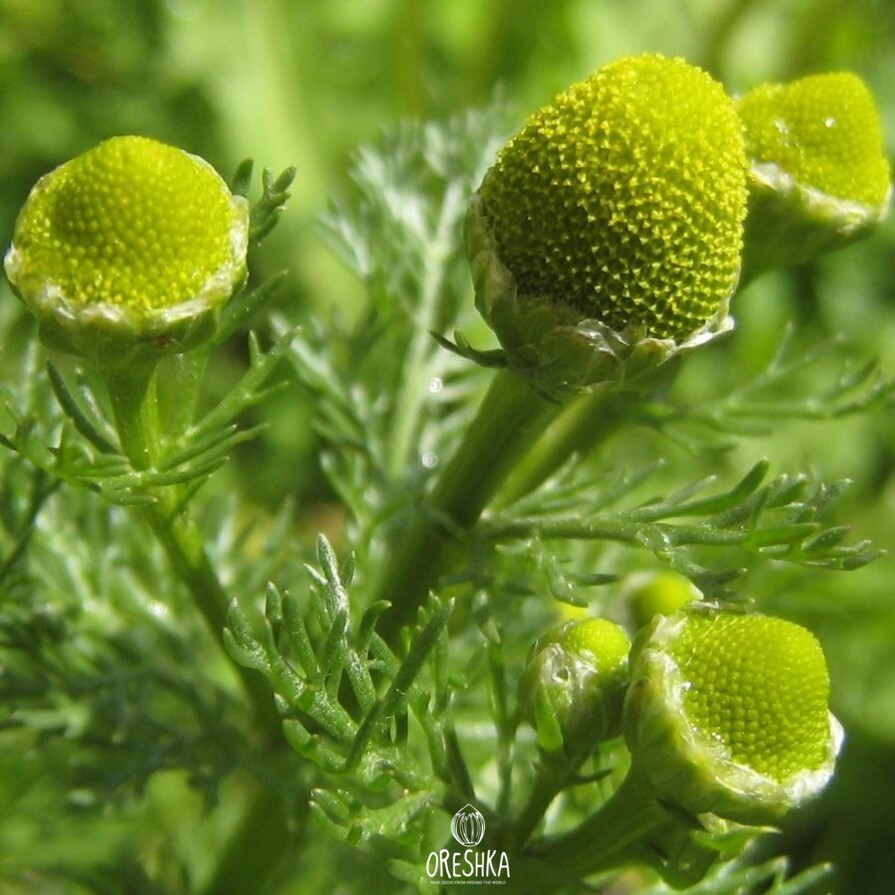 Seeds of pineappleweed (Matricaria discoidea) — 50 pcs