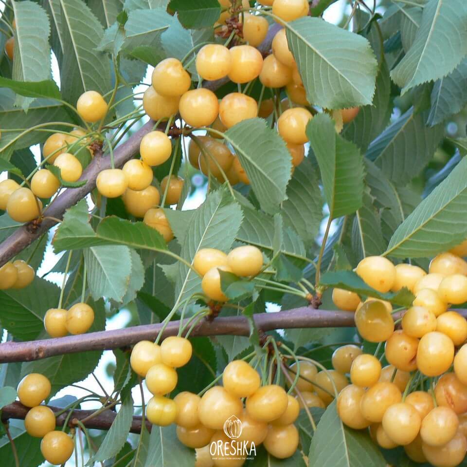 Черешня желточек. Черешня приусадебная желтая. Черешня янтарная. Черешня дрогана. Черешня дрогана желтая.