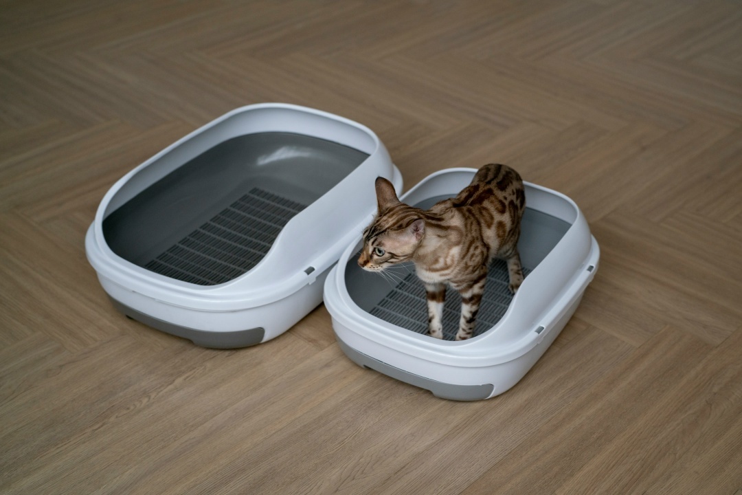 Как приучить к лотку котёнка или взрослую кошку, изображение №21